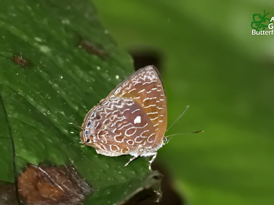 Arhopala ammon ammon ♀