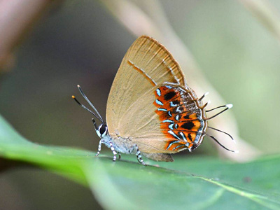 Semanga superba deliciosa ♀