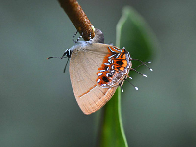 Semanga superba deliciosa ♀