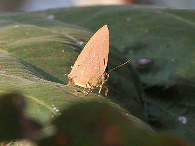 Zinaspa todara karennia ♂