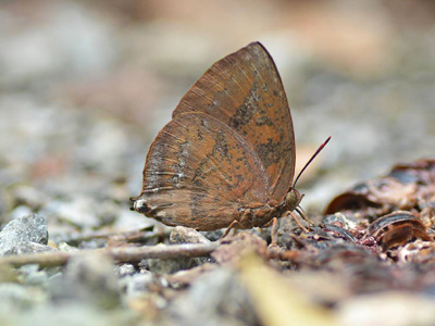 Amblypodia narada taooana ♂