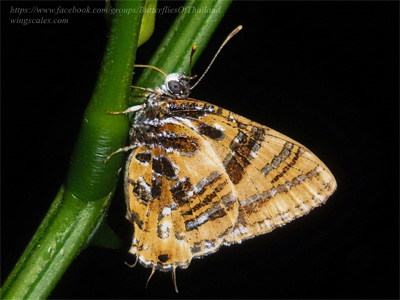 Catapaecilma evansi evansi ♂