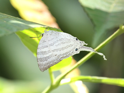 Neomyrina ikarii ♂