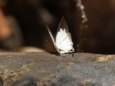 Neomyrina ikarii ♀