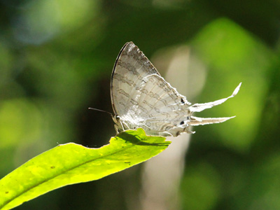 Neomyrina sp. ♂