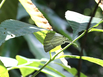 Neomyrina ikarii ♂