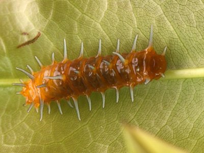 Thamala marciana ssp.