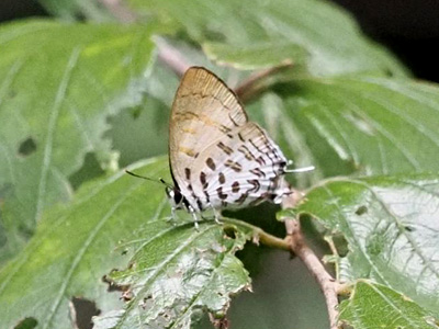Drupadia ravindra boisduvalii ♂ Drupadia ravindra boisduvalii ♂