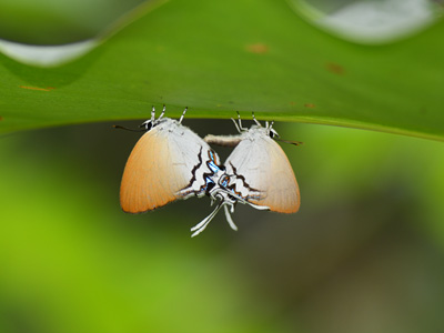 Drupadia johorensis ♀+♂