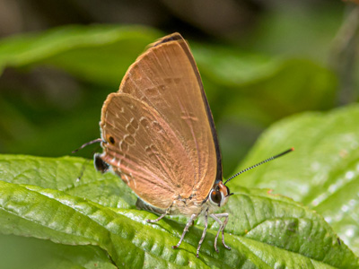 Virachola rubida ♀