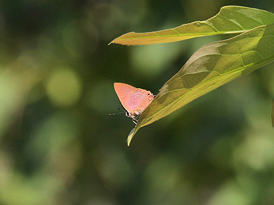 Virachola rubida ♂