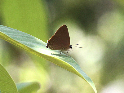 Virachola rubida ♂