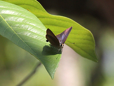 Virachola rubida ♀