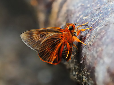 Burara oedipodea belesis ♂