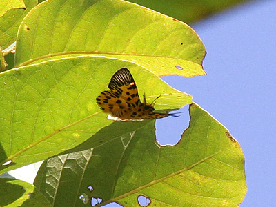 Odina decoratus ♂