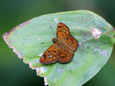 Pseudocoladenia eacus dhyana ♂