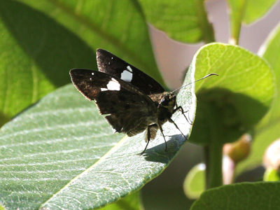 Coladenia agnioides ♂