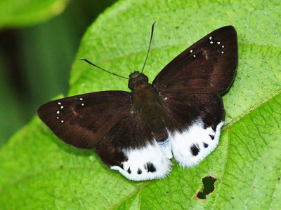 Tagiades waterstradti talanga ♂