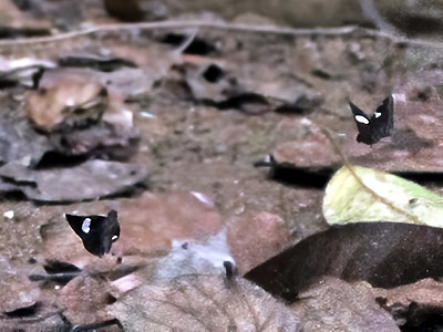 Ancistroides paralysos asawa ♂ Ancistroides paralysos asawa ♂