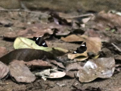 Ancistroides paralysos asawa ♂ Ancistroides paralysos asawa ♂