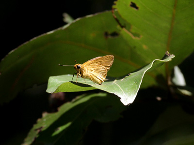 Cupitha purreea ♂