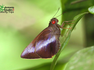 Gangara lebadea lebadea ♂