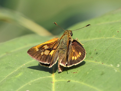 Ochlodes siva karennia ♂