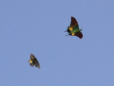 Delias belladonna is chasing Teinopalpus imperialis imperatrix ♂