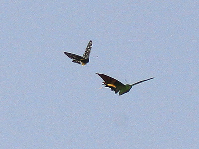 Delias belladonna is chasing Teinopalpus imperialis imperatrix ♂