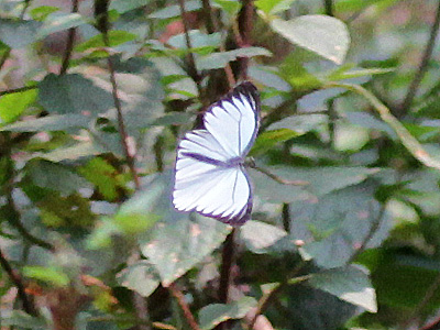 Pareronia avatar ♂