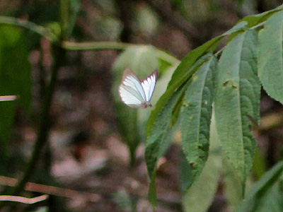 Pareronia avatar ♂