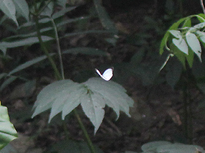 Pareronia avatar ♂