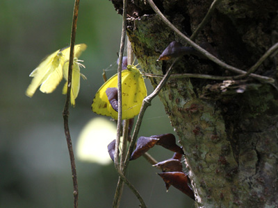 Eurema blanda silhetana ♀