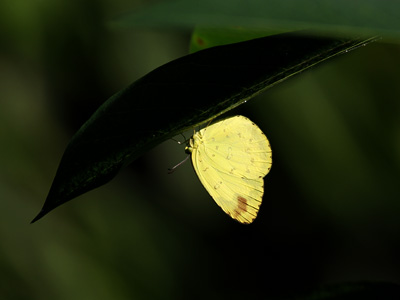 Eurema blanda silhetana ♂