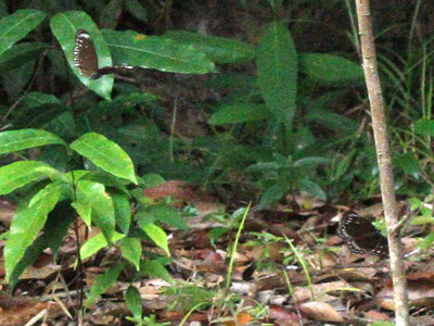 Euploea crameri praedicabilis ♂,♀