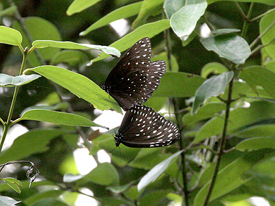 Euploea camaralzeman malayica ♂