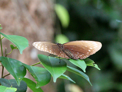 Euploea phaenareta castelnaui ♀
