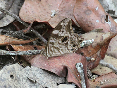 Lethe rohria rohria ♂