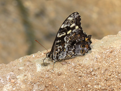 Neope pulahoides pulahoides ♂