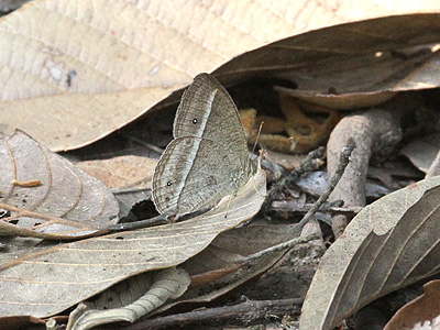 Mycalesis nicotia nudgara ♂