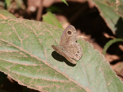 Ypthima singorensis indosinica ♂