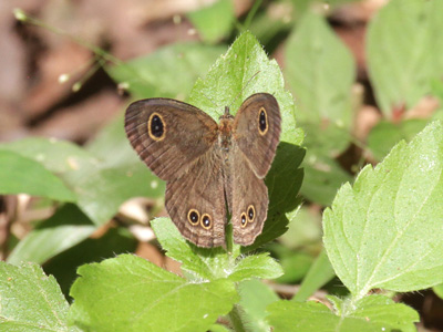 Ypthima singorensis indosinica ♂