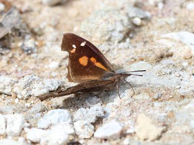 Libythea lepita lepita ♂