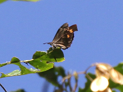 Libythea myrrha sanguinalis ♂ Libythea myrrha sanguinalis ♂