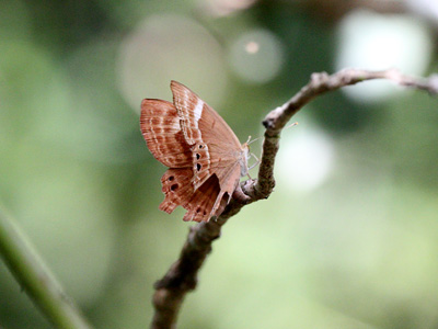 Abisara bifasciata angulata ♀