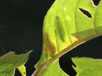 Abisara bifasciata angulata larvae