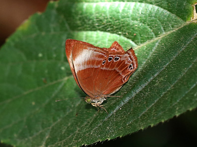 Abisara saturata maya ♀