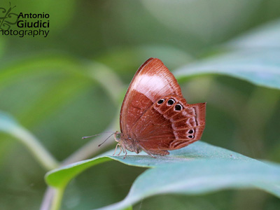 Abisara saturata maya ♀