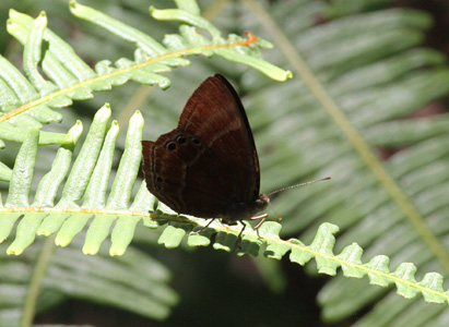 Abisara saturata kausambioides ♂