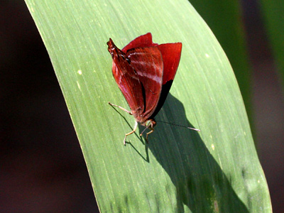 Abisara saturata kausambioides ♂